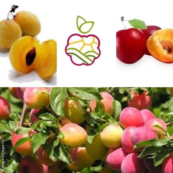 Саженцы плодово-ягодных в Атырау 